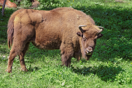 Bison in Bialowieza National Park in Poland